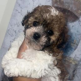 Shihpoos from Designer Shihpoos