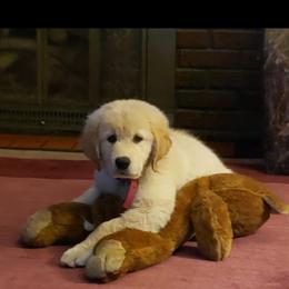 Golden Retriever and Labrador Retriever Puppies from Harvest Moon Farms
