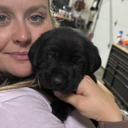 Puppy 8 - Black female Labrador Retriever puppy in Plymouth, Massachusetts from Sisu Retrievers