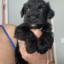 Abby - Black and silver female Miniature Schnauzer puppy in Lehigh Acres, Florida from Regency Schnauzer