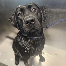 Labrador Retriever All Grown Up from Tsuki Labradors