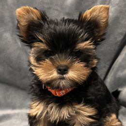Yorkshire Terrier Puppies from Lil Country Gems Yorkies