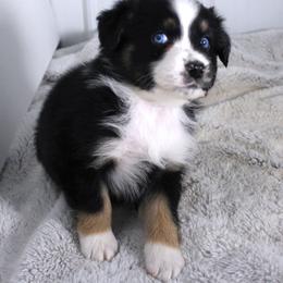 Kinzi - Black tri-color female Australian Shepherd puppy in Falcon, Missouri from www.maubachranch.com