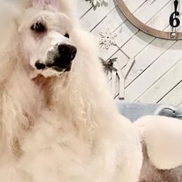 Golden Retrievers, Poodles, and Shih Tzus from Platinum Paws Golden Retrievers
