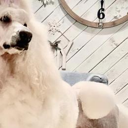 Golden Retrievers, Poodles, and Shih Tzus from Platinum Paws Golden Retrievers