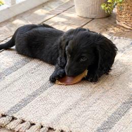 Silas - Dachshund