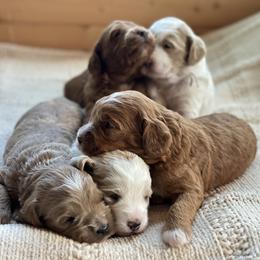 Goldendoodle puppies from Creekside Cottage Doodles