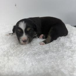 Jake - Black tri male Miniature Australian Shepherd puppy in Hillsville, Virginia from Lottie's Mini Aussies