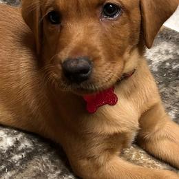 Labrador Retrievers from Field and Family Labradors