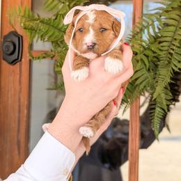 Puppy Pick 1 - Red  female Goldendoodle puppy in Whitesburg, Georgia from Asbury & Co Farms