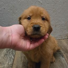 Blue - Dark golden male Golden Retriever puppy in Mt Solon, Virginia from Emma's Golden Puppers
