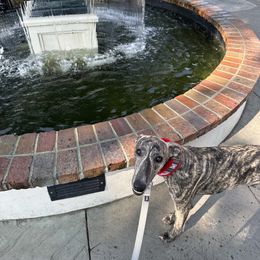 Poodle and Whippet All Grown Up from Charleston Reds Standard Poodles and Whippets