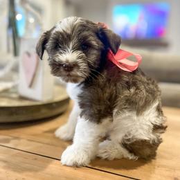 Miniature Schnauzer Puppies from Fancy Farms + Pups