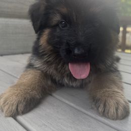 German Shepherd Puppies from Von Kingsburg Shepherds
