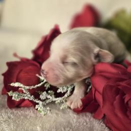 Skye - Gold sable female Havanese puppy in Trinity, Alabama from Tooties Cuties Havanese