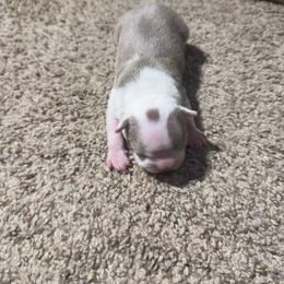 Liliac Tuxedo Girl 2 - Lilac female Boston Terrier puppy in Red Rock, Arizona from Knucklez Kids