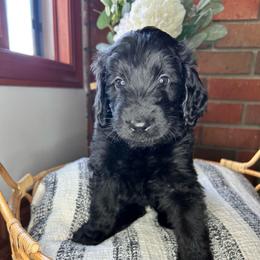 Light Blue Collar - Black male Bernedoodle puppy in Riverside, California from Wimbledon Bernedoodles