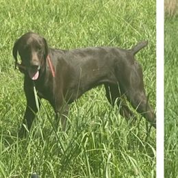 Remy - German Shorthaired Pointer