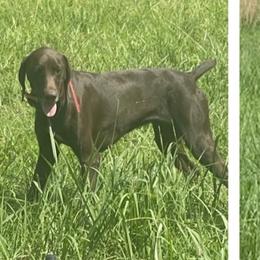 Remy - German Shorthaired Pointer