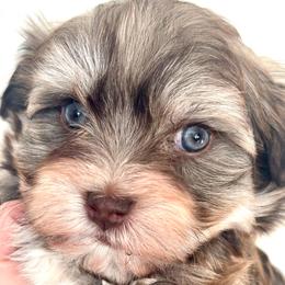 Arrow - Chocolate sable male Havanese puppy in Arizona from HavaDoggie