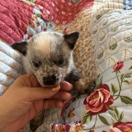 Pink - Blue mottled female Australian Cattle Dog puppy in Chelsea, Oklahoma from CT Mini Heelers