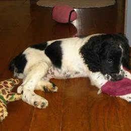 English Springer Spaniel Puppies from Sandhill Kennel