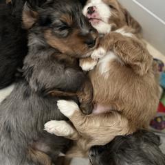 Aussiedoodle, Australian Mountain Doodle, Bernedoodle, Cavapoo, and Goldendoodle Puppies from CocoLove Doodles