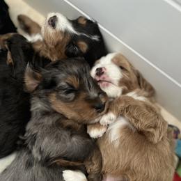 Aussiedoodle, Australian Mountain Doodle, Bernedoodle, Cavapoo, and Goldendoodle Puppies from CocoLove Doodles
