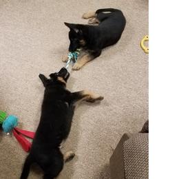 German Shepherds from Brandiwyne's German Shepherds
