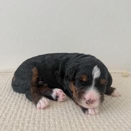 Astro - Tri-color male Bernedoodle puppy in Apache Junction, Arizona from Coffey House Doodles