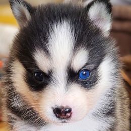 Akela - Black and white male Pomsky puppy in Kennewick, Washington from Nebula Ranch Pomskies