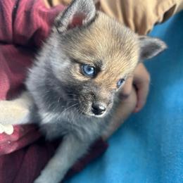 Seeker (Girl 2) - Brindle female Companion Cross puppy in Indian Springs, Nevada from Spinner puppies