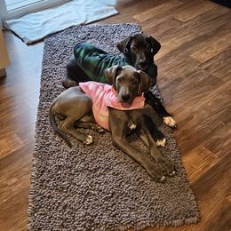 Great Dane Puppies from Phoenix Family Danes