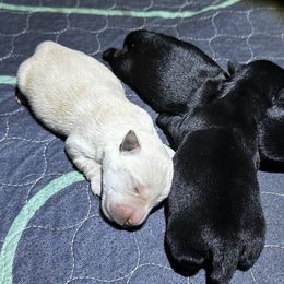 Girl 2 - Wheaten female Scottish Terrier puppy in Puyallup, Washington from Rainier Scotties