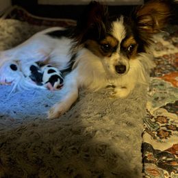 Papillon Puppies from Wendy’s Wings