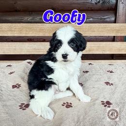 Goofy - male Golden Mountain Doodle puppy in Banner Elk, North Carolina from Walnut Tree Bernedoodles