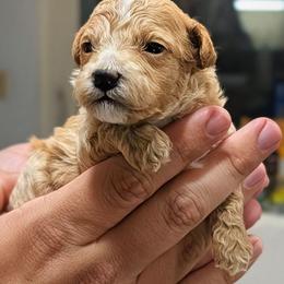 Potter - Apricot male Poodle puppy in Panama City Beach, Florida from Little Puppy Love