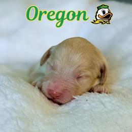 Oregon - Apricot male Aussiedoodle puppy in High Point, North Carolina from Kingsfield Doodles