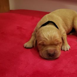 Scarlet - Golden Retriever puppy in Arlington, Washington from Nagel Farm's