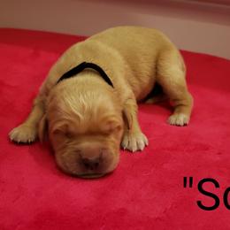 Scarlet - Golden Retriever puppy in Arlington, Washington from Nagel Farm's