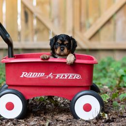 Cavalier King Charles Spaniel Puppies from Primrose Cavaliers