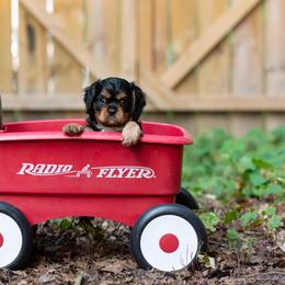 Cavalier King Charles Spaniel Puppies from Primrose Cavaliers