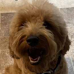 Lucy - Goldendoodle