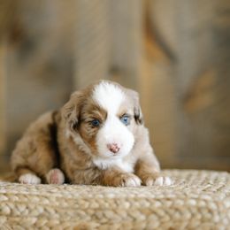 Oscar - Red merle male Miniature Australian Shepherd puppy in Pocatello, Idaho from R Heart Mini Aussies