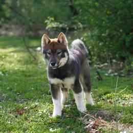 Orion - Black sesame male Shikoku Ken puppy in Pennsylvania from Aoiyama Sou Shikoku Kennel