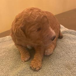 Cream Girl 2 - Apricot female Poodle puppy in Jesup, Georgia from Altamaha Mud Poodles LLC.