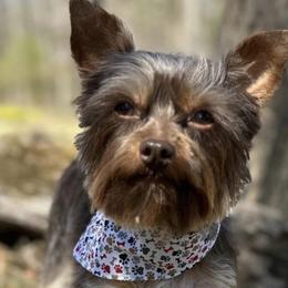 Bo - Yorkshire Terrier
