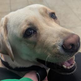 Daisy - Labrador Retriever