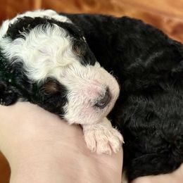 Scott Calvin - Tri-color male Bernedoodle puppy in Casselberry, Kentucky from Darlin’s Doodles