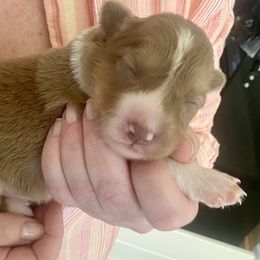 Border Collies from Kuponya Kennels & Kids